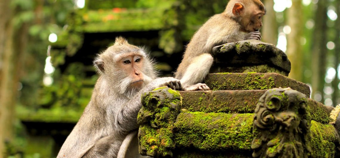 Sangeh Monkey Forest