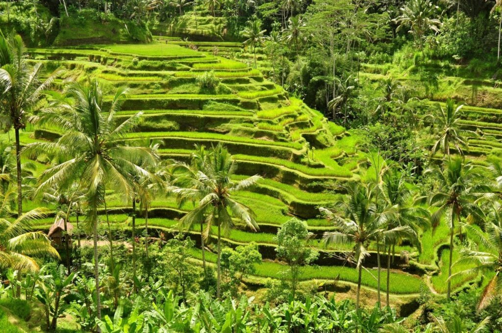 Tegallalang ubud