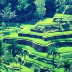 Ubud Tour | Explore Ubud’s Beauty: Art Village, Swing, Temple & Waterfall