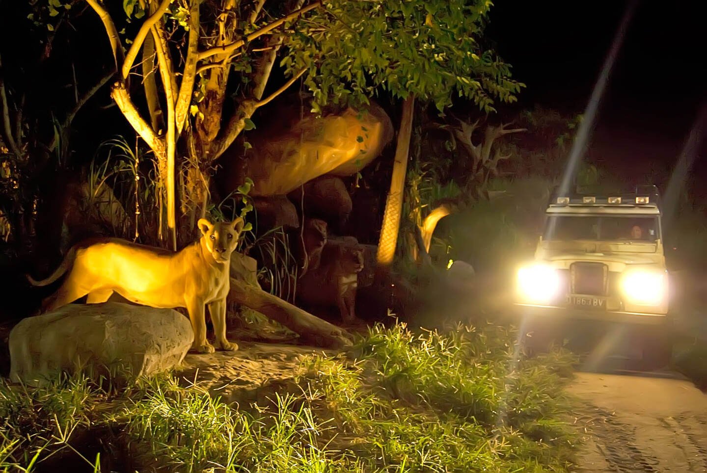 Night Safari