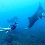 Looking for a unique snorkeling experience in Bali? Nusa Penida Snorkeling Tour!