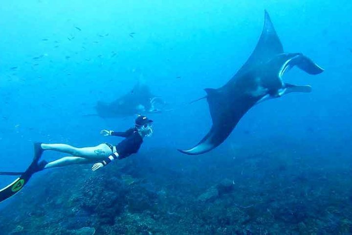 Snorkeling di Manta Point Nusa Penida