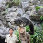 animal show 3