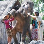full elephant show 2 1489254117