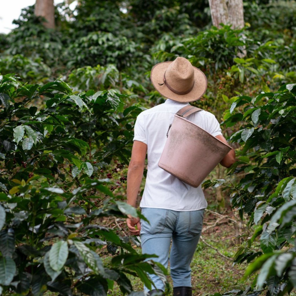 coffee plantation